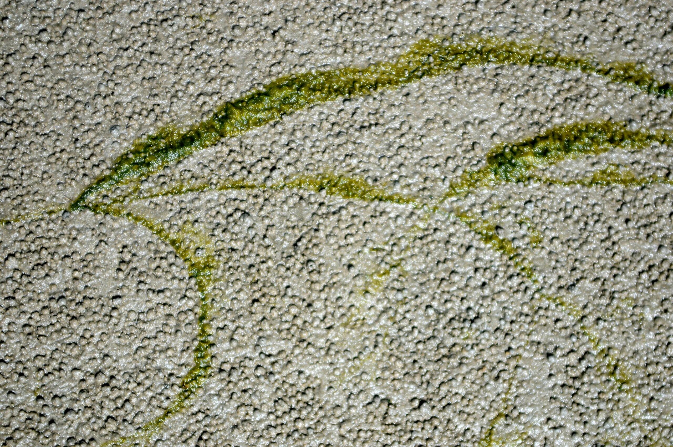 Alger i vaden. Foto af John Frikke.