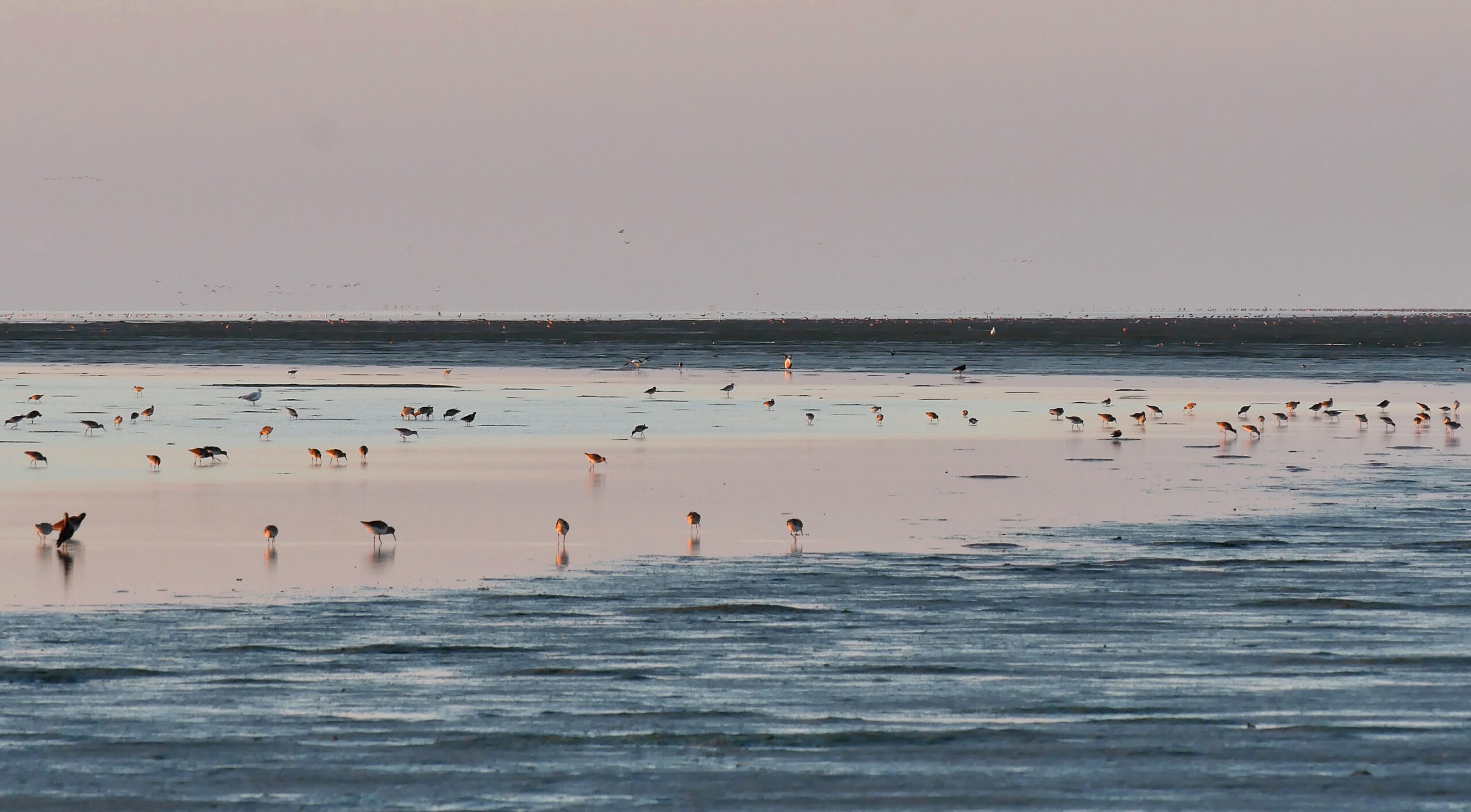 Fugle på vaden. Foto af Tandrup Naturfilm.