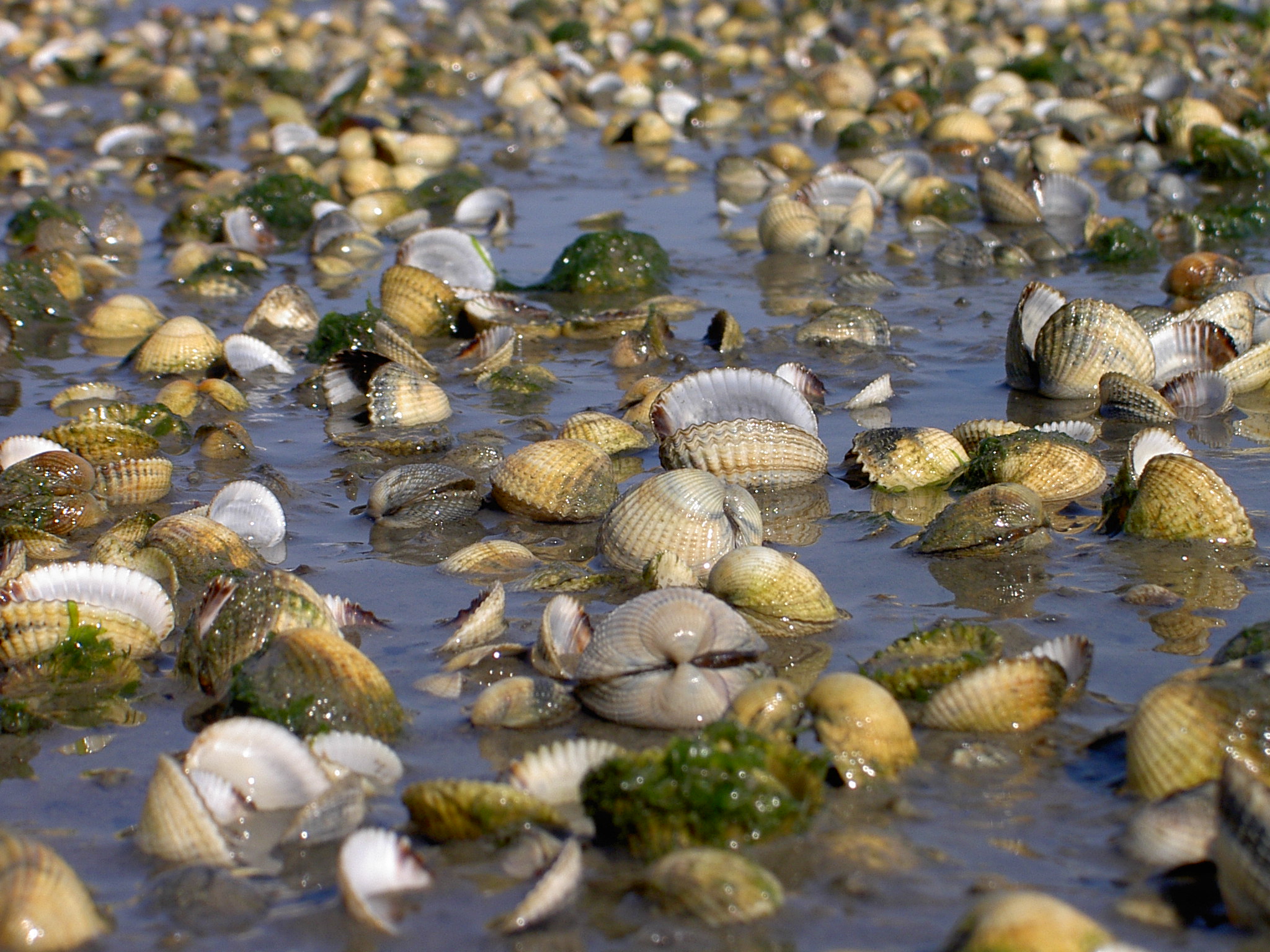 Hjertemuslinger. Foto af Norbert Hecker, CWSS.