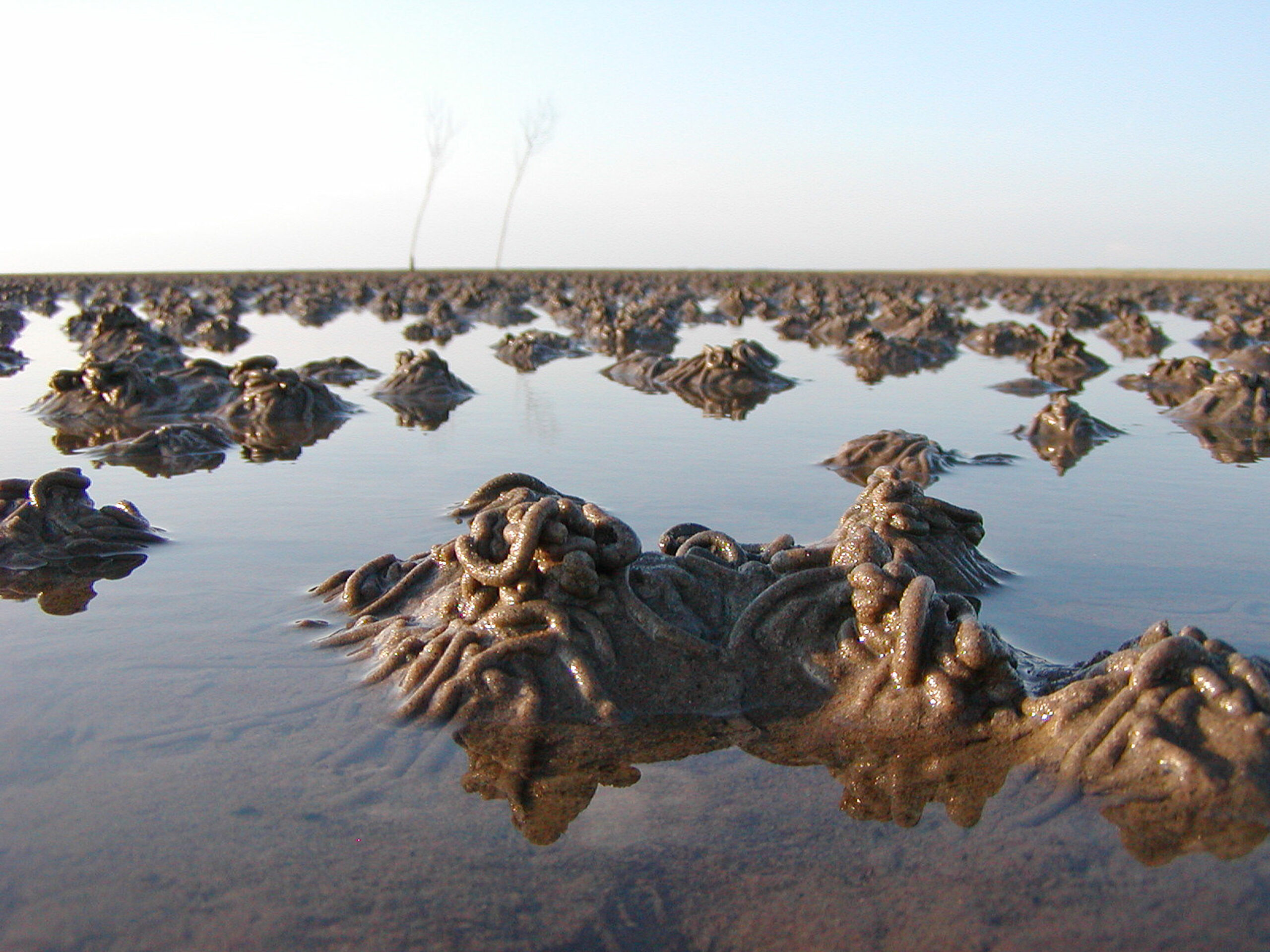 Sandorme. Foto af Lars Maltha Rasmussen.