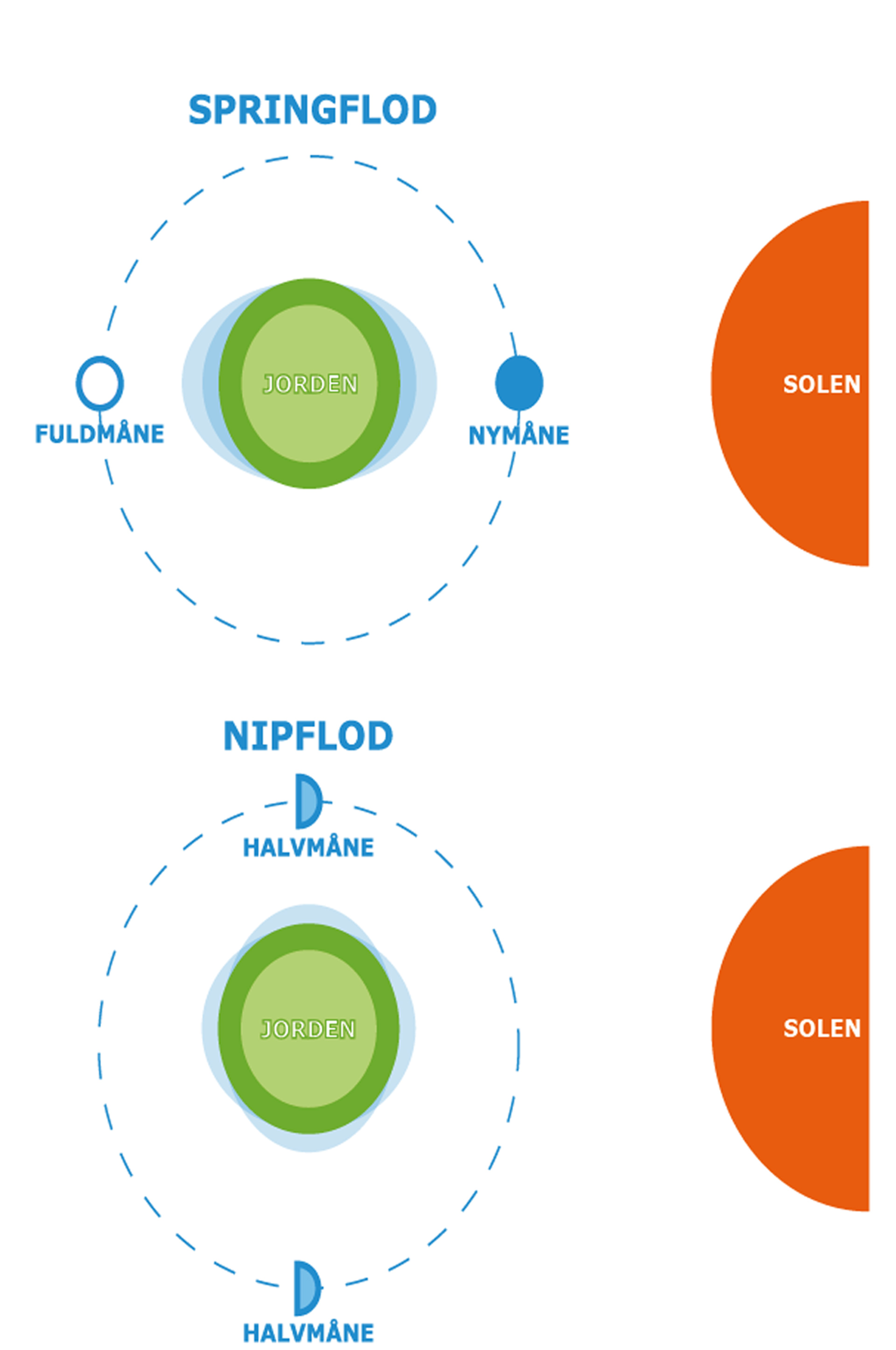 Jordens tidevandsbølger illustreret ved springflod foroven og nipflod forneden.