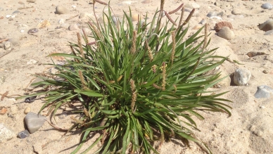 Foto af Strandvejbred.