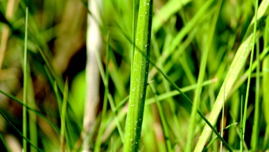 Spartina - også kaldt vadegræs.