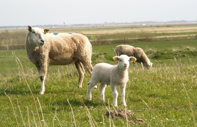 Foto af lam og får ved Vadehavet