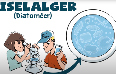 Udklip fra animationsfilmen Kiselalger i Vadehavet