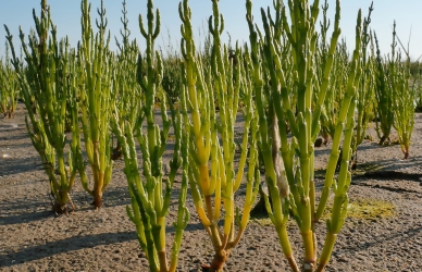 Kveller på strand Kveller på strand