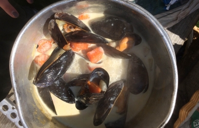 Blåmusling Blåmusling