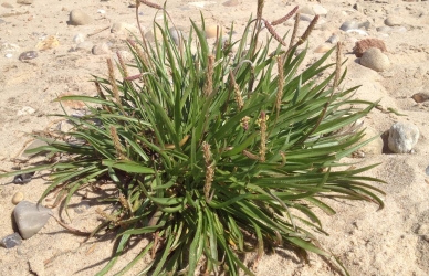 Strandvejbred Strandvejbred