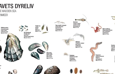 Illustration af bestemmelsesark Illustration af bestemmelsesark