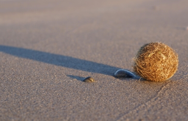 "Gedebolle": En kugle af sammenfiltrede plantedele fra stranden "Gedebolle": En kugle af sammenfiltrede plantedele fra stranden