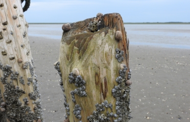 Rurer og strandsnegle på faskinpæl Rurer og strandsnegle på faskinpæl