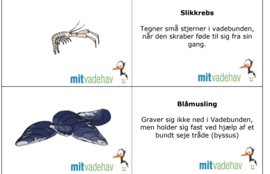 Billede