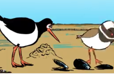 Strandskaden Skalle og præstekraven Pelle Strandskaden Skalle og præstekraven Pelle