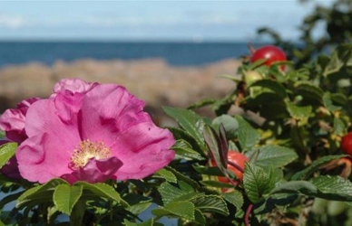 Hybenrose