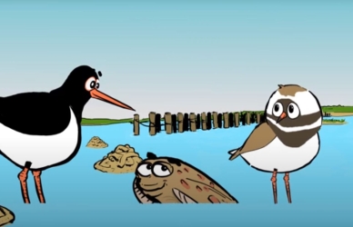 Tegning af strandskaden Skalle Tegning af strandskaden Skalle