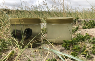 Kiselalger Kiselalger