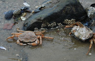 Strandkrabber