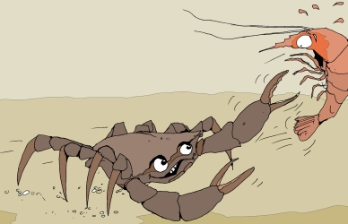 Strandkrabben