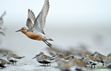 Islandsk ryle Islandsk ryle