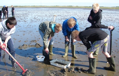 Vadehavsjagten Vadehavsjagten