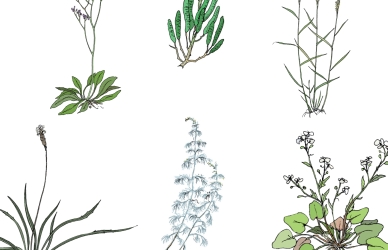 Udklip Vadehavsplanter Udklip Vadehavsplanter