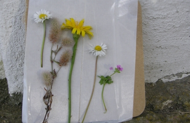 Plantebilleder Plantebilleder