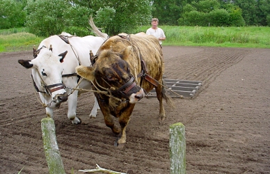 Køer
