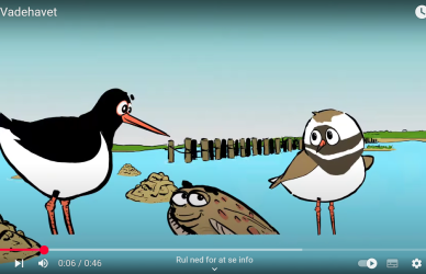 Udklip fra filmen Dyr i Vadehavet Udklip fra filmen Dyr i Vadehavet