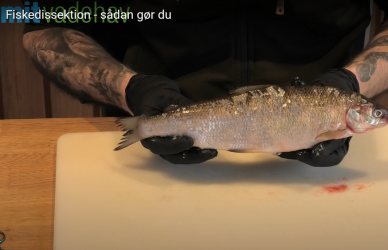 Foto fra dissektionsvideo Foto fra dissektionsvideo