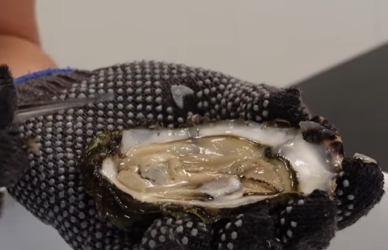 Nærfoto af åbnet stillehavsøsters