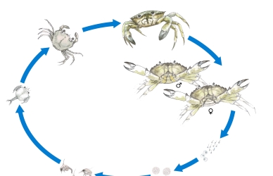 Illustration af strandkrabbens livscyklus