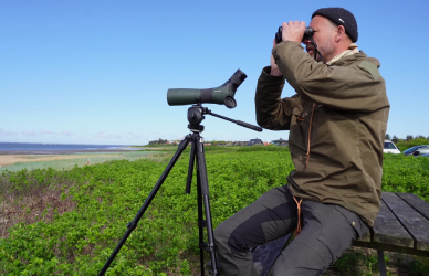 Udklip fra film, der viser naturvejleder sidde og kigge i kikkert efter fugle ved Vadehavet