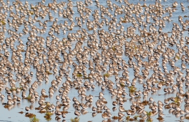 Fulgeflok. Foto af Tandrup Naturfoto.
