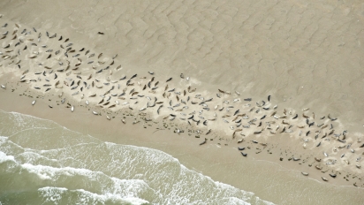 Sæler ved Vadehavet. Foto af Lars Gejl.