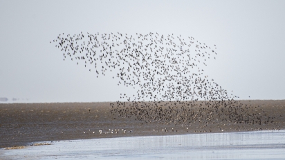 Bramgæs ved Vadehavet. Foto af Ulrik Pedersen.
